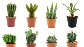 Jak na přezimování kaktusů?