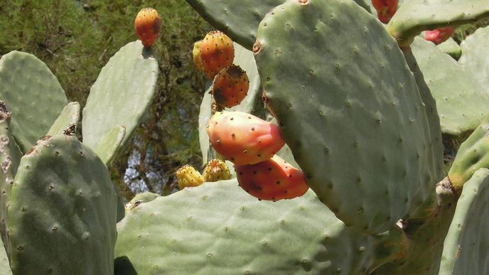 Kuktusový fík