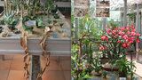 Kaktusy se maskují jako kameny: Brno ukazuje rostlinu s nejdelšími listy na světě