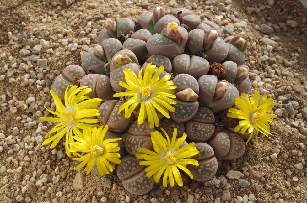 Kaktusy Lithops olivacea jsou ve vegetačním klidu k nerozeznání od kamenů v pouštích, kde se vyskytují.