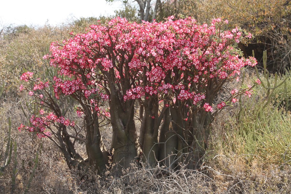 Adenium obesum, takzvaná pouštní růže, v přírodě.