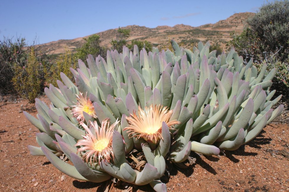 Kaktusy Cheiridopsis acuminata v přírodě.