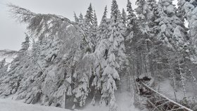 Kalamita v Česku: Sníh na Božím Daru (10. 1. 2019)