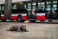 Místo za volantem, před objektivem: Řidiči MHD nafotili kalendář, výtěžek dají útulku