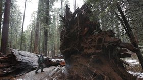 Bouře porazily tisíciletou sekvoji, která měla v sobě vyřezaný tunel.