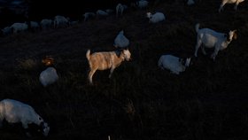 V Kalifornii opět nasazují stáda koz jako ochranu před lesními požáry.