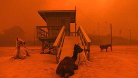 Lidé pomáhají v kalifornských požárech zachraňovat zvířata, která zůstala opomenuta