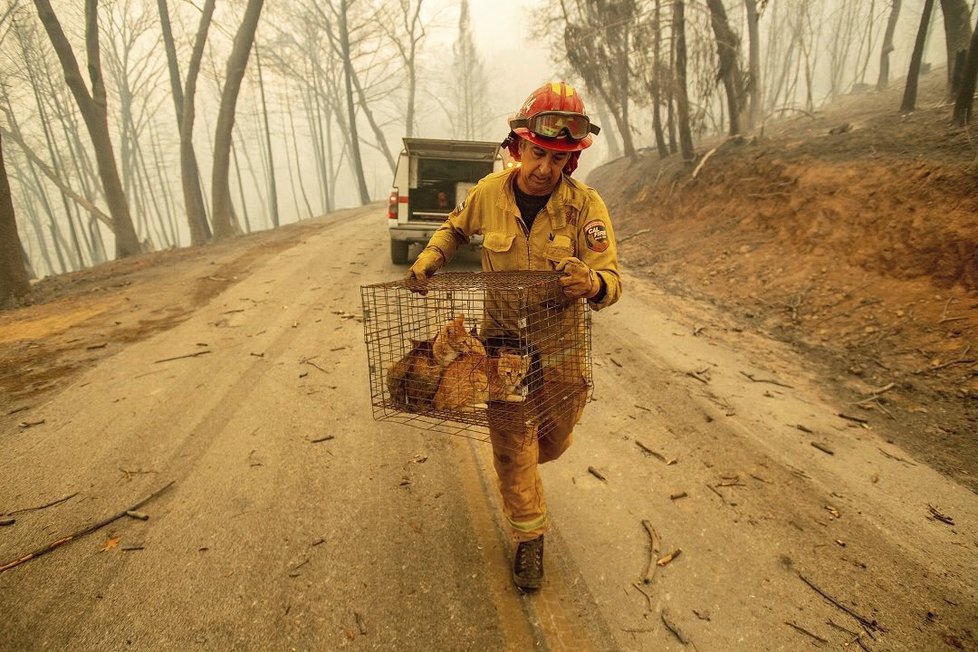 Lidé pomáhají v kalifornských požárech zachraňovat zvířata, která zůstala opomenuta.