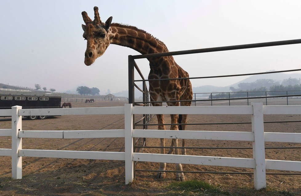 Park s exotickými zvířaty v Kalifornii nechal na pospas osudu žirafu Frankieho