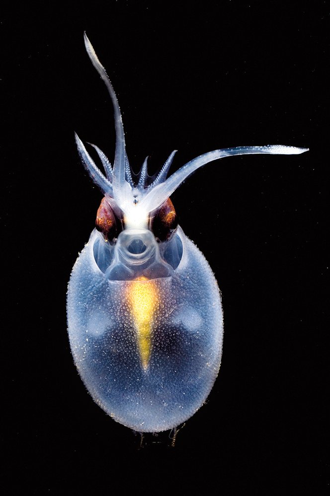 Kalmar galérový (Cranchia scabra) patří mezi tzv. skleněné kalmary