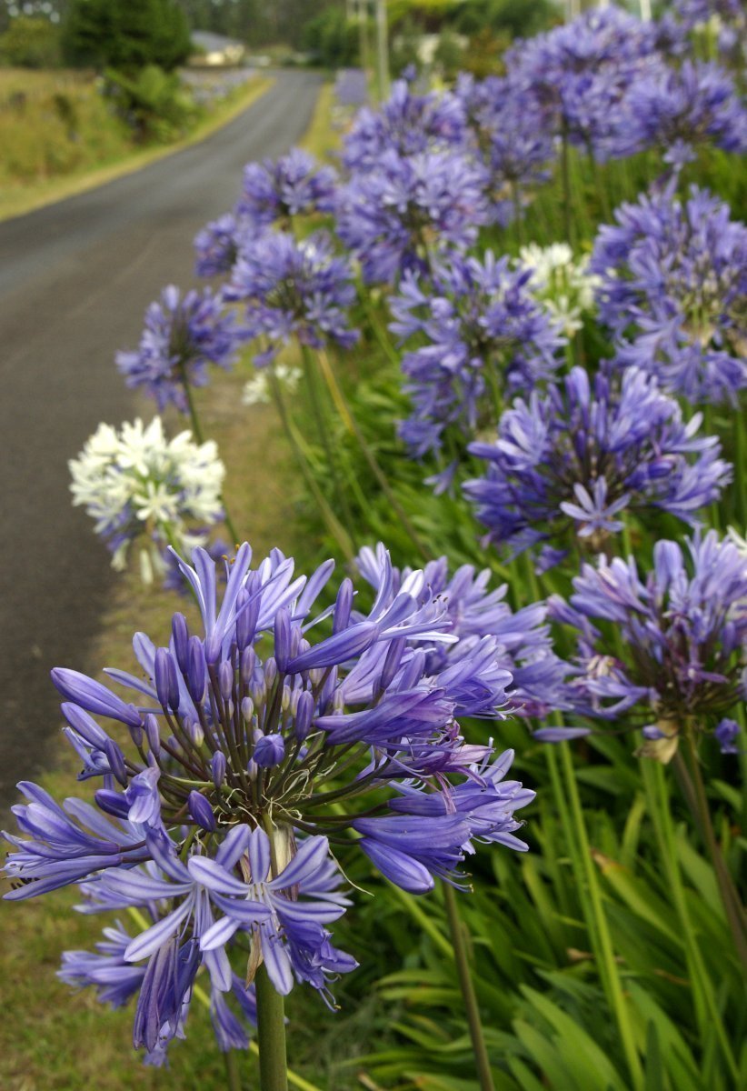 Modře a bíle kvetoucí vytrvalé byliny Agapanthus dorůstají do výšky kolem 1,5 m.