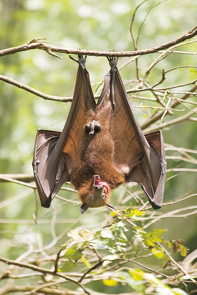 Kaloň, vzor robota BionicFlyingFox