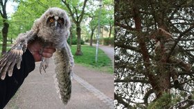 Mládě kalouse ušatého vypadlo v Borském parku v Plzni z hnízda a samo nemohlo zpět.
