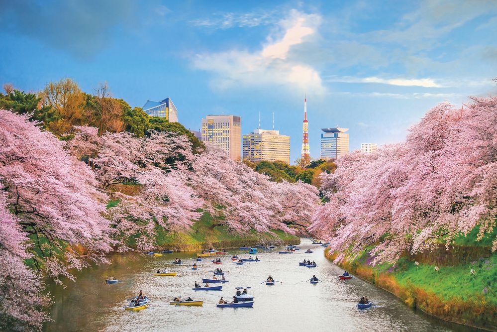 Tokio: Pod korunami rozkvetlých sakur
