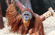 Smutek v pražské ZOO: Zemřel orangutan Kama!