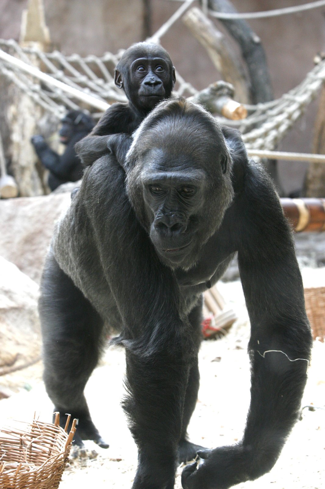 V pražské zoo se mají gorily dobře.