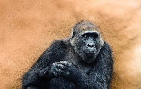 Kamba si až dosud užívá ve skupině roli oblíbené tetičky