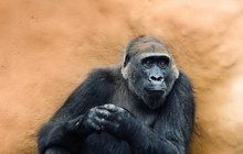Gorilí »babička« Kamba šokuje: Opět čeká mládě!