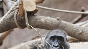 Samice Kamba je březí, čeká rovnou dvě gorilátka