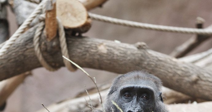 Samice Kamba je březí, čeká rovnou dvě gorilátka