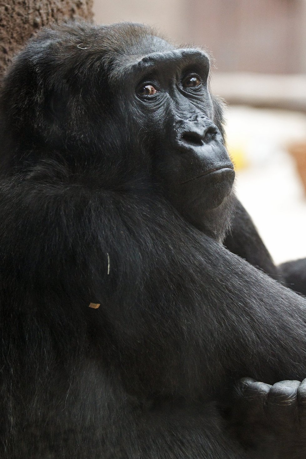 Gorila Kamba