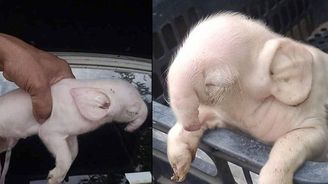 Co je tohle za zvíře? Malý růžový slon, nebo mutant? Co je tohle za zvíře? Malý růžový slon, nebo mutant?