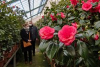 Krása ve skleníkách opět kvete: 400 odrůd kamélií uvidíte v Rájci