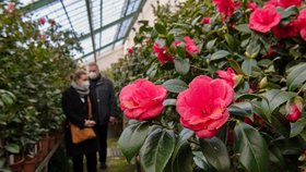 Po loňské pauze se otevřely zámecké skleníky v Rájci-Jestřebí se sbírkou kamélií, které právě kvetou.