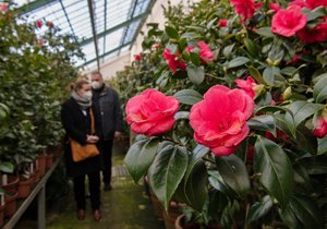 Po loňské pauze se otevřely zámecké skleníky v Rájci-Jestřebí se sbírkou kamélií, které právě kvetou.