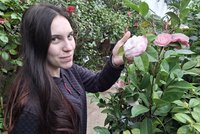 Zimní růže v Rájci: Pestrobarevné kamélie rozsvítily zámecký skleník