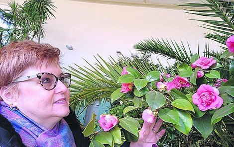 Na kamélie se přijela podívat až z Třebíče Jana Robošová (54). „Obdivuji je, ale v paneláku se pěstovat bohužel nedají,“ konstatovala. 