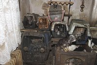V klecích plné výkalů žilo přes 200 psů: Z týrání obvinili pár z Kamenice