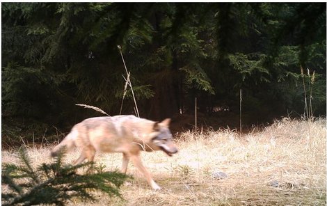 Kamera fotopasti zachytila vlka v Břehyni nedaleko Doks.