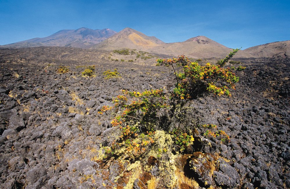 Mt. Cameroon nabízí mnoho vegetačních pásem