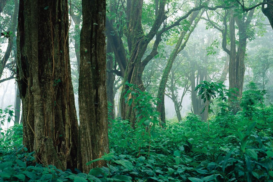 Mt. Cameroon nabízí mnoho vegetačních pásem