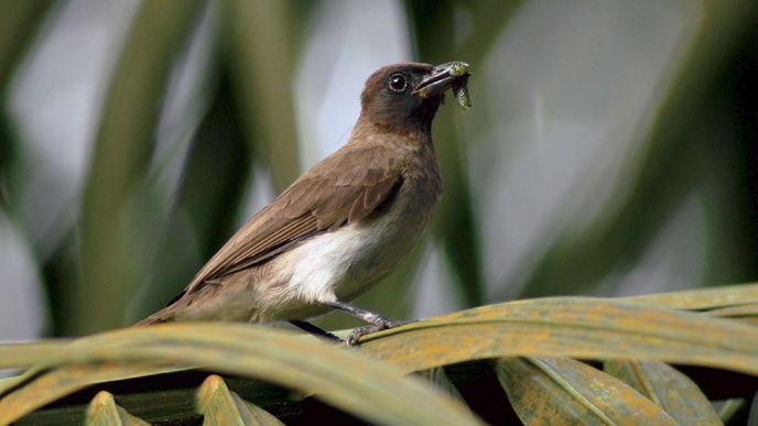 Mlžné lesy pod Kamerunskou horou: Ráj pro ornitology