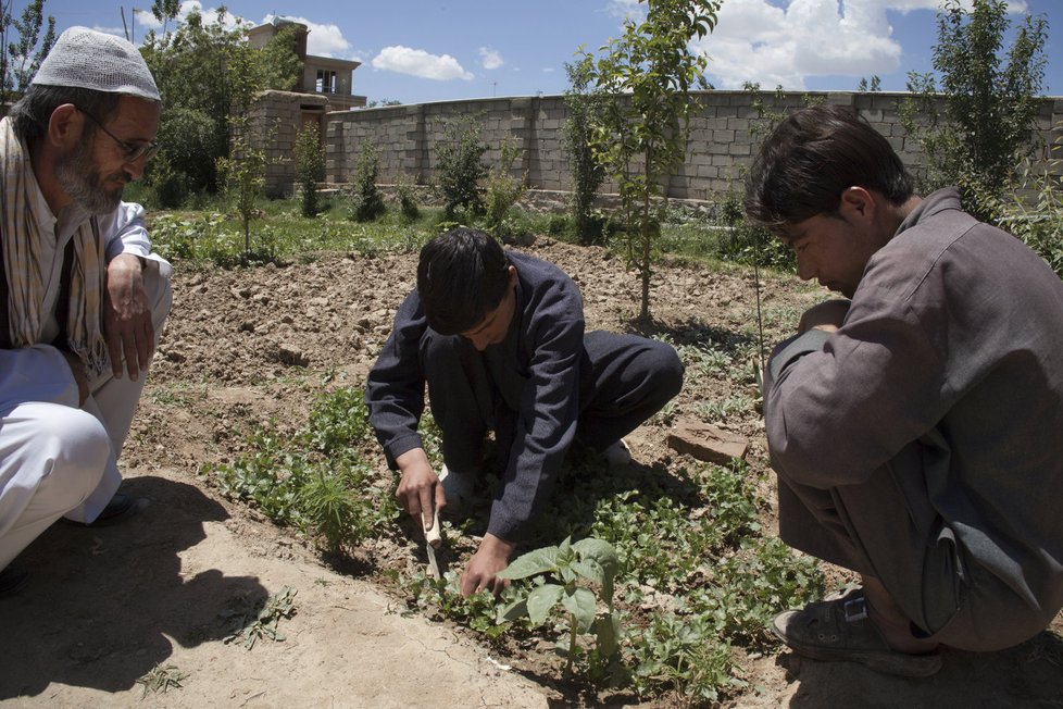 V Afghánistánu pomáhá organizace zajistit rodinám lepší obživu.