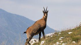 Agresivní kamzíci napadají turisty v národním parku. Oblíbili si vůni lidského potu a moči