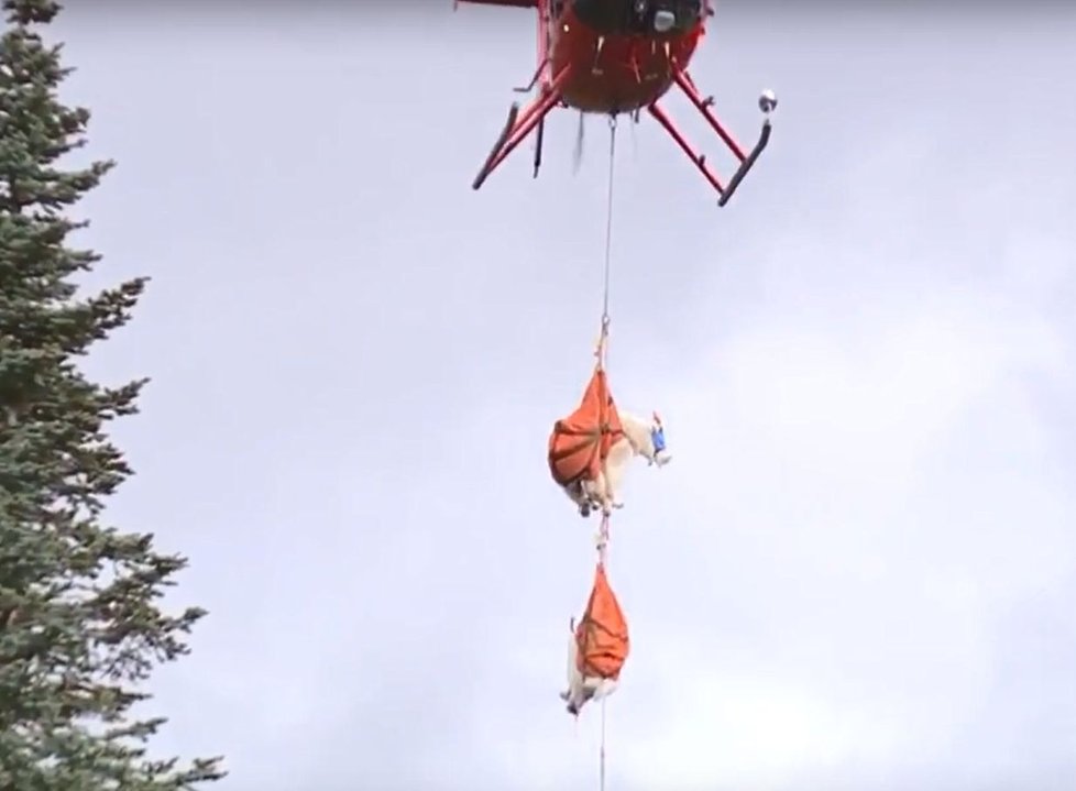 Kamzíky převezli helikoptérou na jiné místo