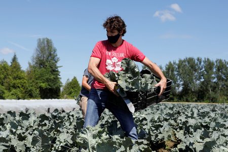 Kanadský premiér Justin Trudeau. Takhle předseda vlády sklízel brokolici.