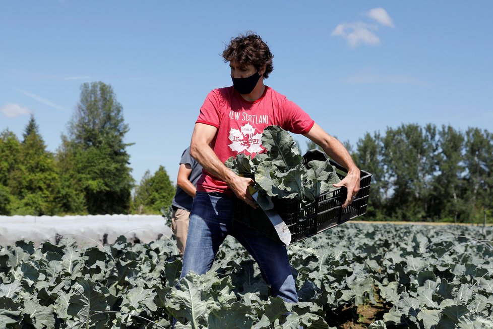 Kanadský premiér Justin Trudeau. Takhle předseda vlády sklízel brokolici.