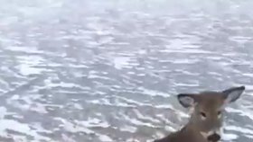 Ryan Peterson zachránil rodinku jelenů z ledu