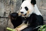 Kanadská ZOO předčasně vrátí pandy Číně.