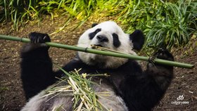 Kanadská ZOO předčasně vrátí pandy Číně.