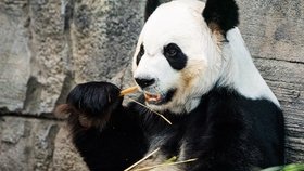 Kanadská ZOO předčasně vrátí pandy Číně.