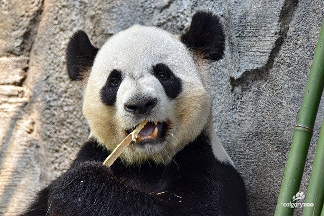 Kanadská ZOO předčasně vrátí pandy Číně.