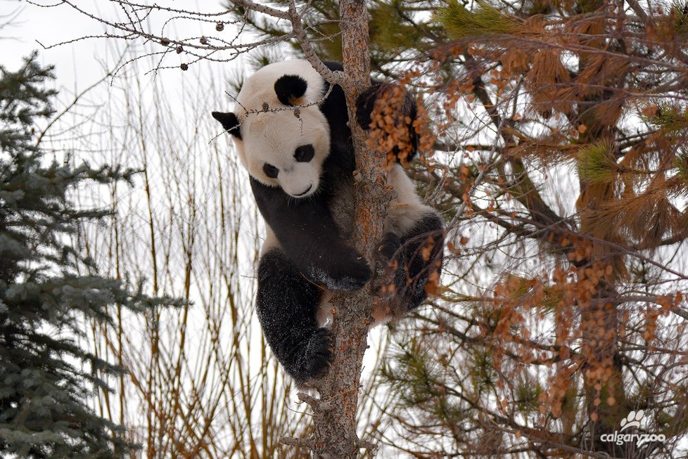 Kanadská ZOO předčasně vrátí pandy Číně.