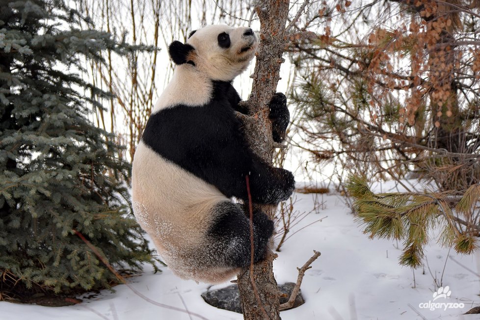 Kanadská ZOO předčasně vrátí pandy Číně.