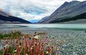 Kanada: Krásná příroda a zvířata všude