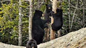 Kanadská příroda: od krás národních parků až po ekologické rány Kanadská příroda: od krás národních parků až po ekologické rány